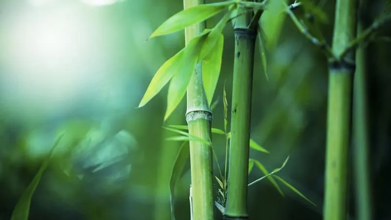 Jessgrove now offering Bamboo Viscose products 17 Bamboo Viscose